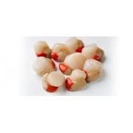 Queen Scallop 500gr Block Frozen 