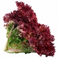 Lollo Rosso Lettuce 1 Bunch