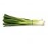 Bunch of Spring Onions