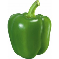 GREEN PEPPER 1 PCS